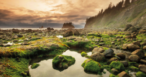 Olympic National Park, Washington, 8669ffxb9, Best Winter Vacations in The US