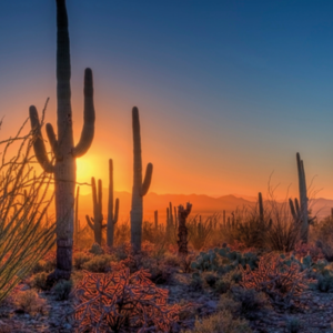 Saguaro National Park, Tropical Places in the Us, McClatchy